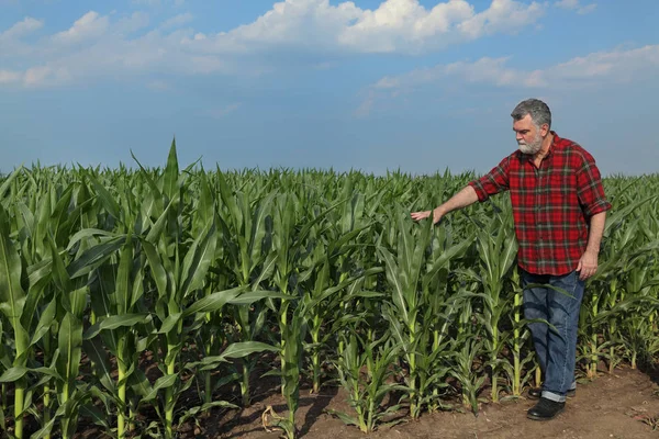 Agricultor Agrónomo Examinando Calidad Del Campo Plantas Maíz Con Tableta —  Fotos de Stock