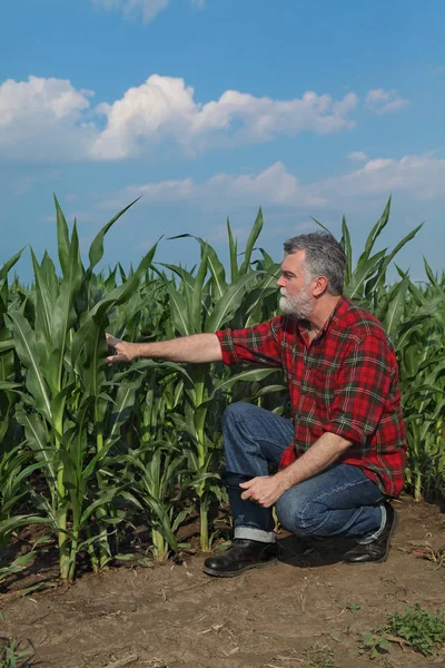 Agricultor Agrônomo Examinando Qualidade Campo Plantas Milho Com Tablet Mão — Fotografia de Stock