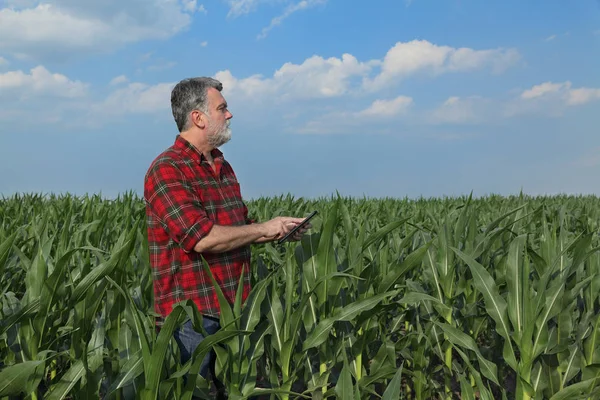 Agronomista Agricultor Que Inspeciona Qualidade Campo Plantas Milho Verde Usando — Fotografia de Stock