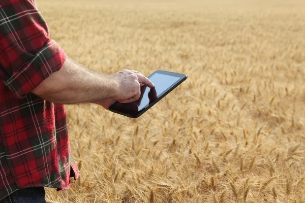 农艺师或农民用片剂检测小麦田的质量 准备收割 — 图库照片