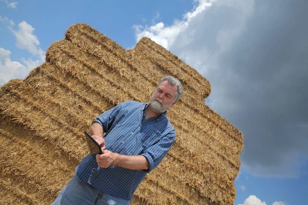 Farmer Agronomist Examining Bale Packed Straw Big Pile Wheat Field — Stock Photo, Image