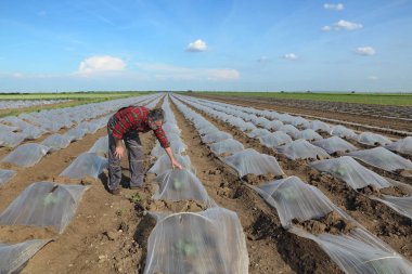 Karpuz ve kavun bitki küçük koruyucu plastik seralar altında incelenmesi çiftçi