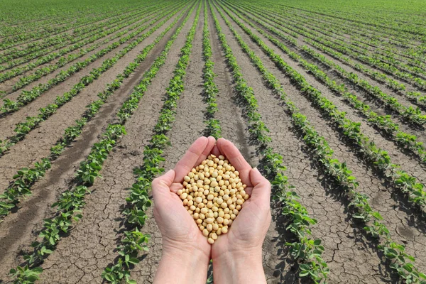 Menschenhände Halten Sojabohnen Mit Sojapflanzenfeld Hintergrund Landwirtschaftliches Konzept — Stockfoto