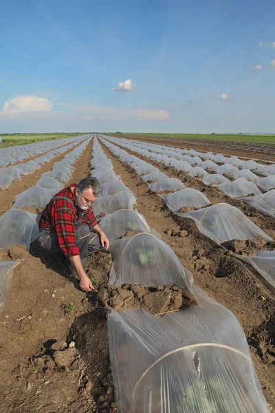 Landwirt Untersucht Unkraut Wassermelonen Und Melonenfeld Pflanzen Stehen Unter Plastikgewächshäusern — Stockfoto