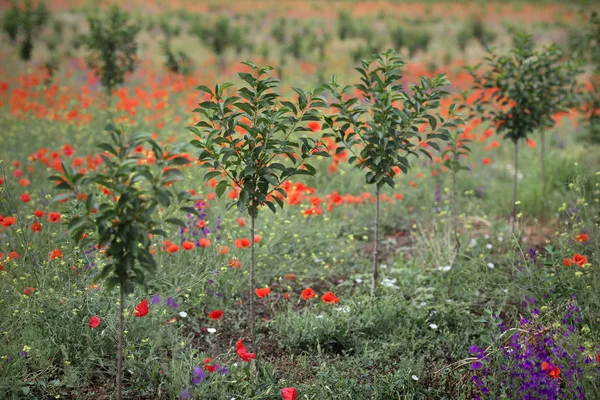 Pomar Cereja Recém Plantado Final Primavera Com Papoilas Vermelhas Foco — Fotografia de Stock