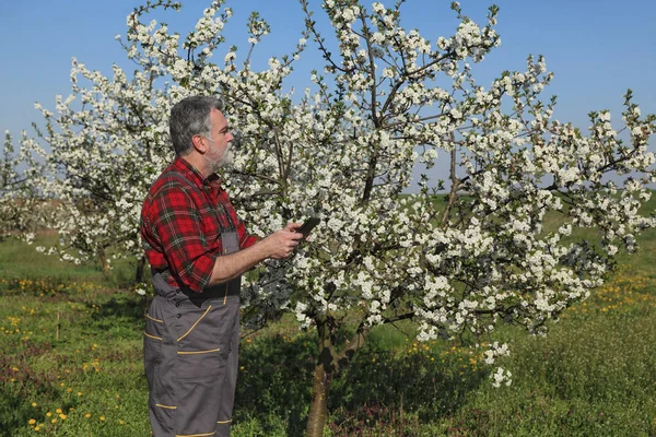 Agronom Oder Landwirt Untersucht Blühende Kirschbäume Obstgarten Mit Tablette — Stockfoto