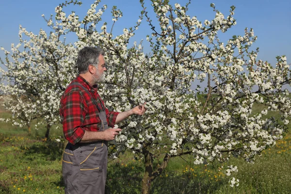 Agronomista Agricultor Examinando Cerejeiras Flor Pomar Usando Tablet — Fotografia de Stock