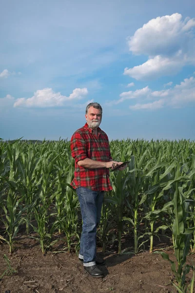 Улыбающийся Агроном Фермер Проверяет Качество Зеленого Кукурузного Поля Помощью Планшета — стоковое фото