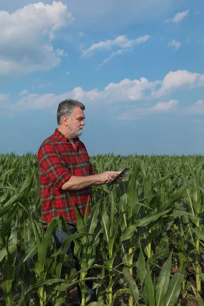 Agronomista Agricultor Que Inspeciona Qualidade Campo Plantas Milho Verde Usando — Fotografia de Stock