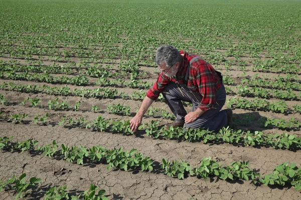 Landwirt Oder Agronom Untersucht Sojabohnenpflanze Feld Frühlingszeit — Stockfoto