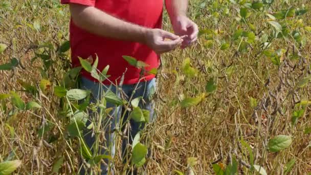 农夫或农艺师检查大豆植物领域在夏末 — 图库视频影像