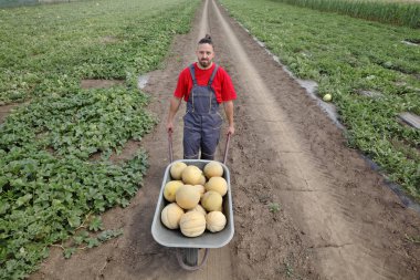 Çiftçi taşıma yığın alanına el arabası kavun