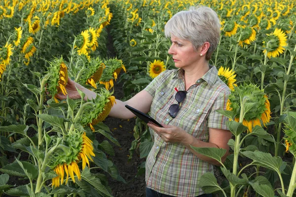Female Farmer Agronomist Examining Sunflower Plant Field Using Tablet — Stock Photo, Image