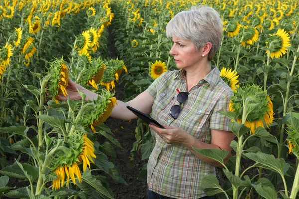 Samica Rolnika Lub Agronom Badając Roślina Słonecznik Pole Pomocą Tabletu — Zdjęcie stockowe