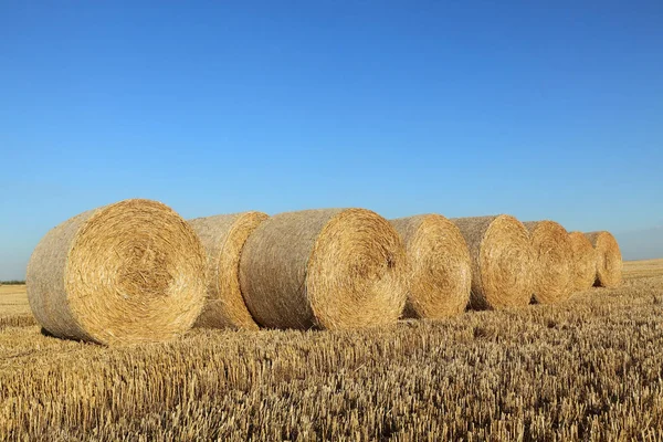 Tarweveld Oogst Baal Warmgewalste Stro Met Heldere Hemel — Stockfoto