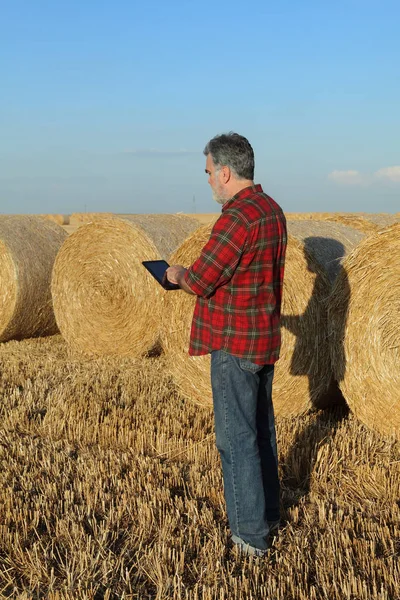 Agricultor Campo Trigo Después Cosecha Examinando Paca Paja Laminada Utilizando — Foto de Stock