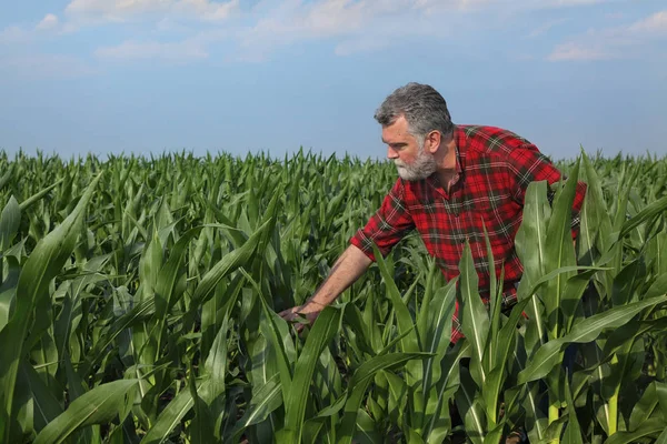 Agricultor Agrónomo Que Examina Calidad Del Campo Plantas Maíz —  Fotos de Stock