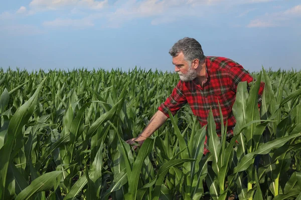 Agricoltore Agronomo Che Esamina Qualità Del Campo Delle Piante Mais — Foto Stock