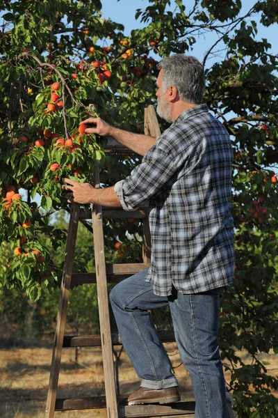 Agricultor Adulto Medio Escalera Recogiendo Fruta Albaricoque Del Árbol Huerto — Foto de Stock