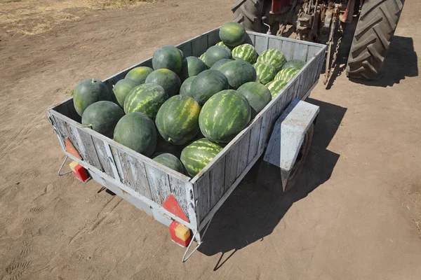 拖拉机拖车的西瓜堆 农民市场 — 图库照片