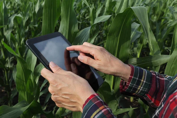 農業や農家のタブレットを使用して緑のトウモロコシ プラント分野の品質検査 — ストック写真