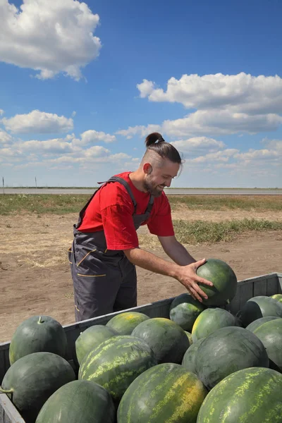 Agricultor Vendiendo Sandías Tomando Uno Para Mostrar Calidad — Foto de Stock