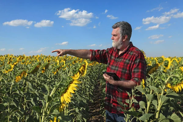 Agricultor Especialista Agrícola Inspecionando Qualidade Girassol Campo Apontando Com Tablet — Fotografia de Stock