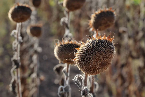 Naturkatastrophe Dürre Einem Sonnenblumenfeld — Stockfoto