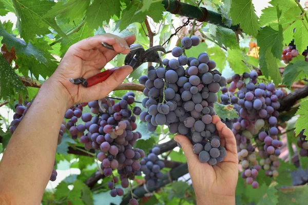 Agricoltore Tagliato Uva Dalla Vite All Inizio Dell Autunno Primo — Foto Stock