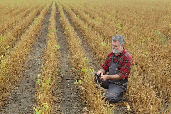 农民或农艺师用片剂在田间检测大豆植株 干旱后准备收割 — 图库照片