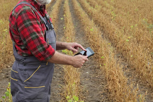 Farmer Agronomist Examining Soybean Plant Field Using Tablet Ready Harvest — Stock Photo, Image