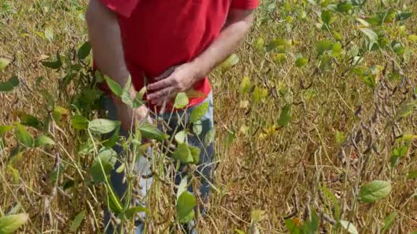 农夫或农艺师检查大豆植物领域在夏末 — 图库视频影像