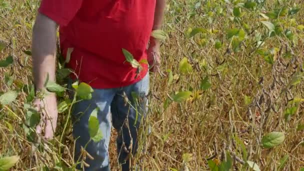 Boer Landbouwingenieur Soja Planten Gebied Onderzoeken Late Zomer Beeldmateriaal — Stockvideo