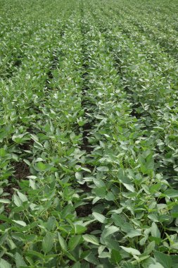 Tarım, yeşil soya fasulyesi alan erken yaz aylarında ekili