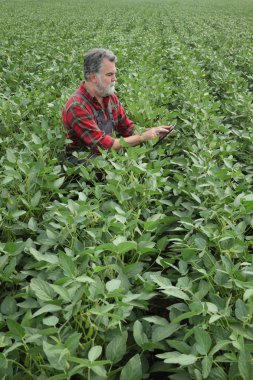 Çiftçi veya tablet kullanarak alanı yeşil soya tesisi inceleyerek ziraat mühendisi