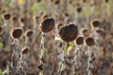 Doğal afet, kuraklık ayçiçekleri alanı