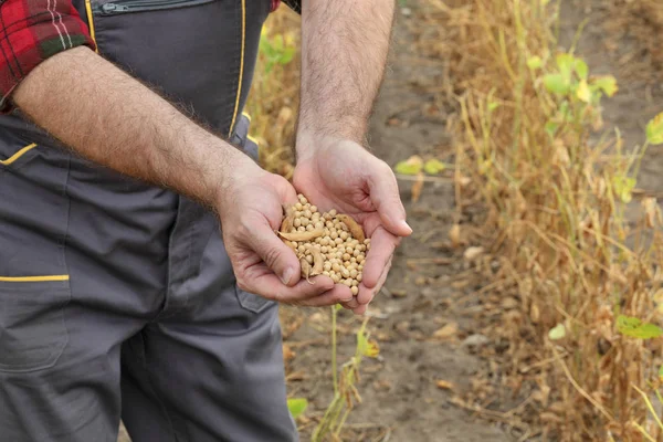 Agricoltore Agronomo Che Esamina Piante Soia Colture Campo Pronte Raccolto — Foto Stock