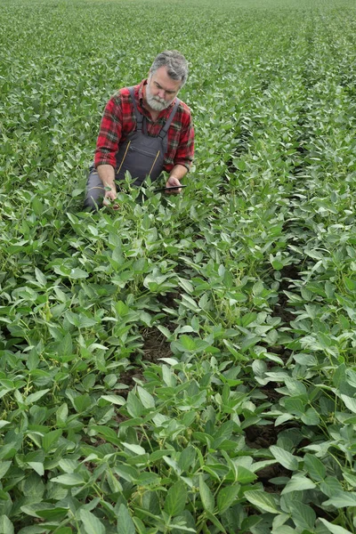 Agricultor Agrônomo Examinando Planta Soja Verde Campo Usando Tablet — Fotografia de Stock