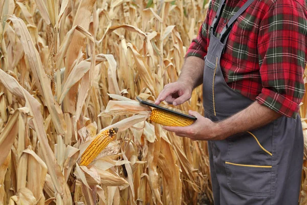 Farmer Agronomist Examining Corn Plant Field Drought Using Tablet Harvest — Stock Photo, Image