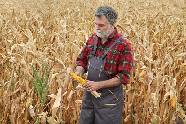 Agricultor Agrónomo Examinando Planta Maíz Campo Después Sequía Tiempo Cosecha —  Fotos de Stock