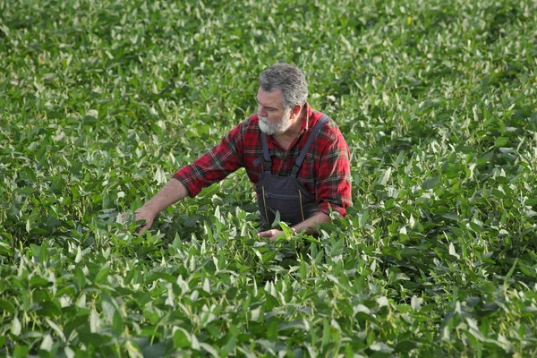 农学家或农学家在田里研究青豆植物 — 图库照片