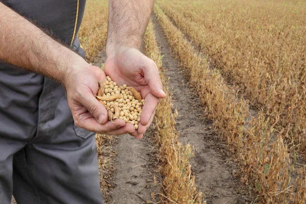 Agricultor Agrónomo Examinando Planta Soja Cultivo Campo Listo Para Cosecha — Foto de Stock