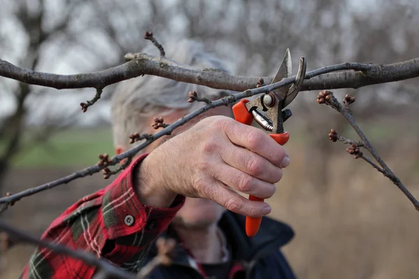 Taille Arbre Dans Verger Gros Plan Main Outil — Photo