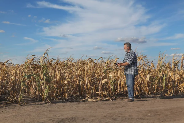 Фермер Агроном Изучающий Кукурузные Растения Поле После Засухи Помощью Таблеток — стоковое фото