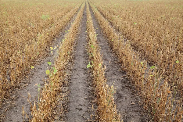 Planta Soja Campo Lista Para Cosecha Después Sequía —  Fotos de Stock