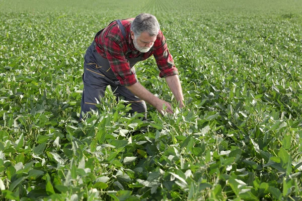 Farmer Agronomist Examining Green Soybean Plant Field — Stock Photo, Image