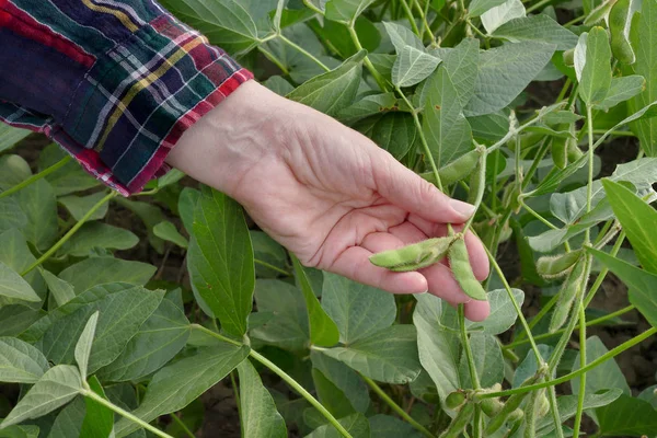 農家や農業において 手のクローズ アップ緑大豆植物を調べる — ストック写真