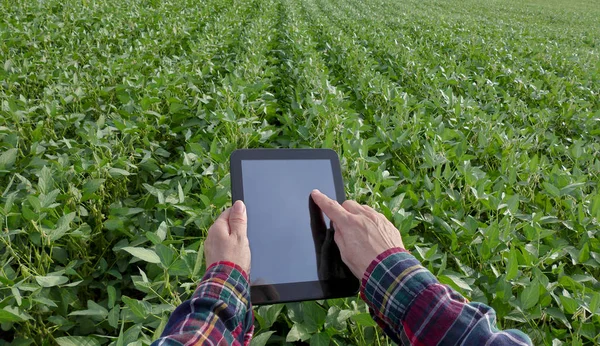 Female Farmer Agronomist Examining Green Soybean Plant Field Using Tablet — Stock Photo, Image