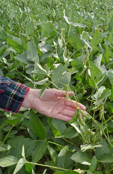 農家や農業において 手のクローズ アップ緑大豆植物を調べる — ストック写真
