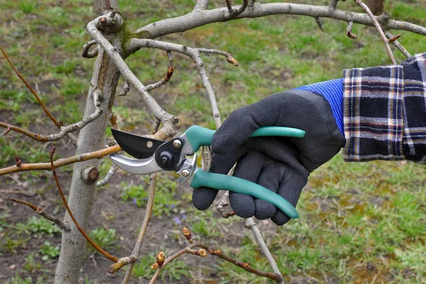 Pruning tree in orchard, closeup of hand and tool